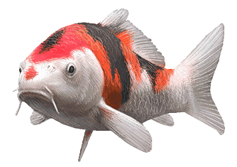 Карп кои Карп кои